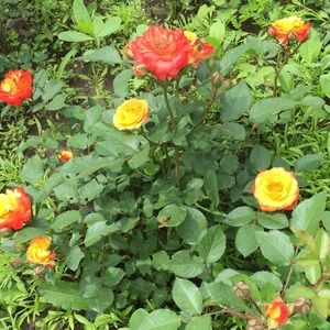 Meet your Posher, Assel